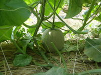 �֤�ʤ����� 