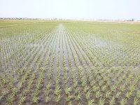 �Ŀ�����줫�� 