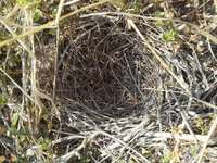 ����åݤ��� 