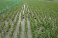 ��Ļ����1���� 