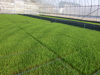 򤫤äĤ⡢ŷ˷äޤпˤʤޤ(^_^) 