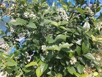 �����ޤǤ���Ф��Ȱ�©�����ڤ��ߤˢ� 