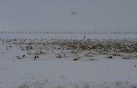 ��Ļ���緲 