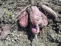 �ڤ�Ƥ���1ǯ�ܤ��Ĥ�� 