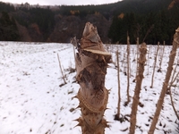 ����Υ�Ȫ�Ǥ��� 