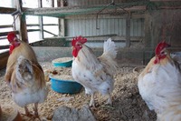 �椬�Ȥηܤ��� 