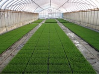 �Ľ�Ĵ�Ǥ��� 