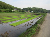 ��Ĵ�˰�äƤ��ޤ��� 