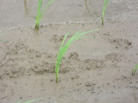 ���줫���礭���ʤ뤾�� 