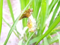 �ȥ�ܤα������ϡ� 