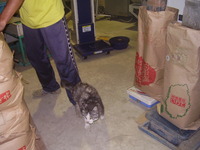 ����˻������ǭ�μ��ڤꤿ���� 