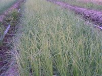 �̤ͤ��Ĥ������֤��礭���ʤ�ޤ��� 