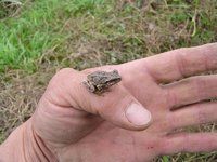 ������쥪���ɤ��� 