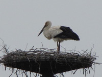 �����Υȥ� 