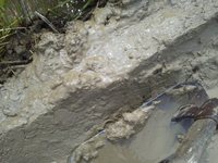 �����򥯥���ɤäƤ��ޤ������Ĥ����� 