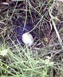 ����Τ��ޤ������λ����ˤʤ�ȡ��褯�������ޤ��� 