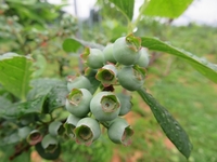 �֥롼�٥꡼�ϡ���Ĵ�˰�äƤ���Ƥ��ޤ��� 