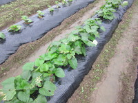 �����ߤ���ɤ����夷�ޤ��� 