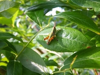 ����̿��Ͼ׷�Ū�ʤΤǡ��֥롼�٥꡼���դ˾��Хå��򻣱ơ� 