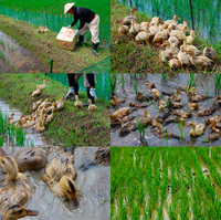 ����ʥ����������ˡ 