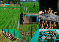 ����ʥ�������� 