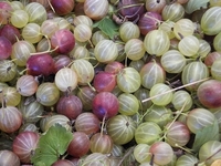 �������Υ������٥꡼ 