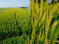 ͭ�������ơ����Ƥ��椬��·���ޤ��� 