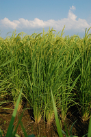 Ŵ�����ƥ��󥰼���ľ�ź��ݤΤ��θ� 