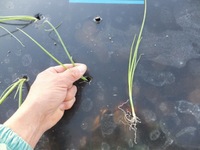 �����դ��򤷤Ƥ��ޤ��� 