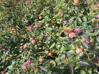 ���礦���礦����ޤ������褫�狼��ޤ����� 