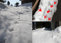 ����ưʪ��­�� 