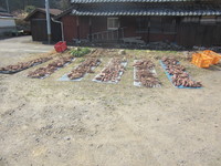 �פ��֤�Τ����͡������������� 