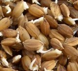 ���Ӥ���Ƥβ� 