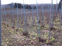 �֥롼�٥꡼������򽪤��ޤ����� 