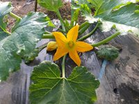 ���å��ݥˤβ� 