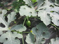 �������Τ��ޤ����İ����� 