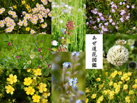 ����ƻ�ֿ޴� 