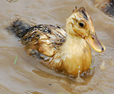 ���äݤ�Ǩ���͡������˱ˤ��Ǥ��ޤ� 