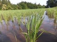 �������ݥ����˥�����ī���Ĥ�ܤ��ͻҡ����Ĥ��������餷������Ǥ��� 