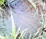 ���äѤ������ޤ��� 