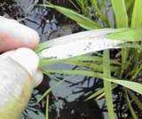 ���ͥĥȥॷ�Τ��ʤ� 