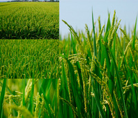 ����ʼ����ơ֤錄�ܤ����פ��� 