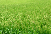 ������������ɤ����� 