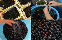 �����˥��μ¤����� 