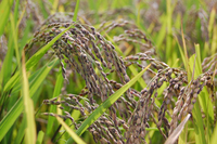 ���ơ�ī��פΰ��� 