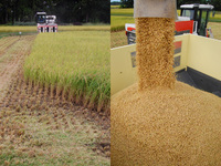 24ǯ�����Ƥΰ𴢤곫�� 