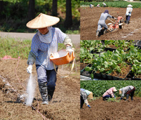 ����٥Ĥȥ֥��å��꡼���Ŀ��� 