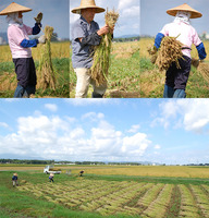 ���ä���ī��פΰ�򡢥��Ǥޤ뤱�� 