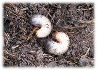 ���֤���� 