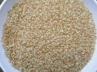 ����ΤϤʤθ��� 